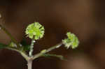 Clustered blacksnakeroot